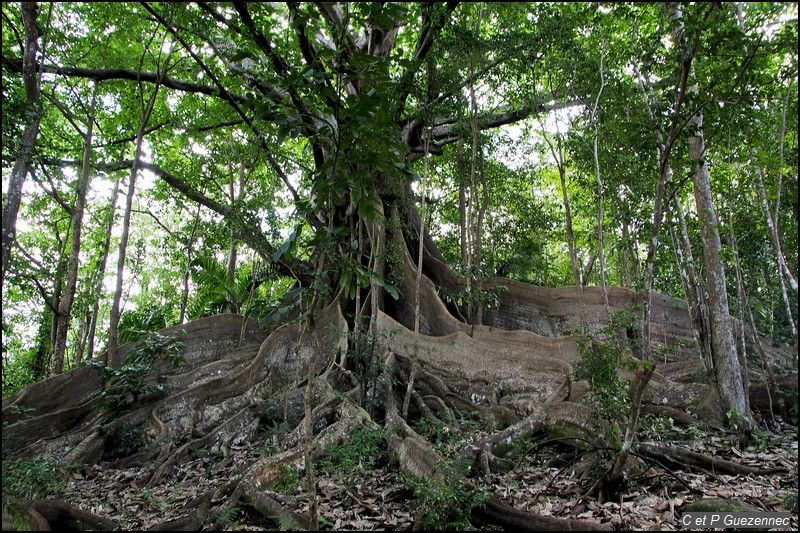 Arbre de l'Année 2017 Guadeloupe : Ficus nymphaeifolia