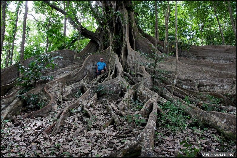 Arbre de l'Année 2017 Guadeloupe : Ficus nymphaeifolia