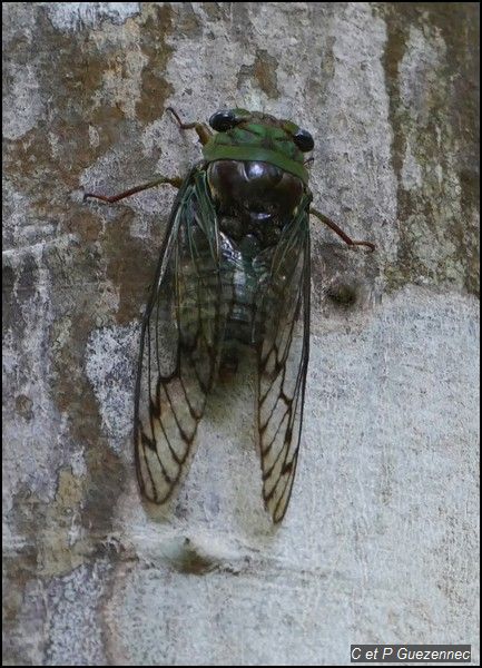 cigale des forêts, Fidicina mannifera