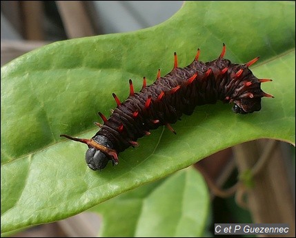 Une chenille en phase finale sur feuille d'A. tribolata.