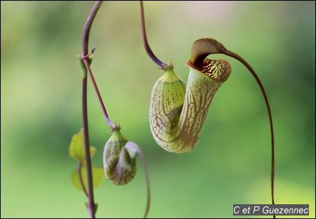 Fleurs de la liane Aristolochia trilobata