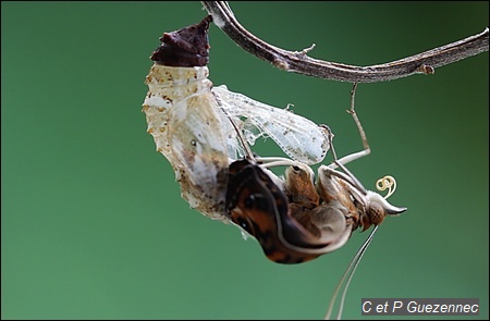 Emergence d'un papillon