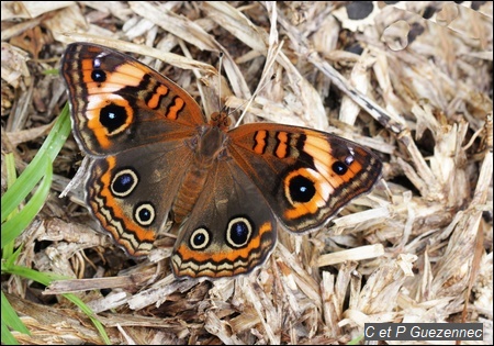 Papillon Savane, Junonia evarete