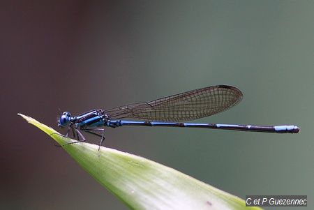 Argia telesfordi 