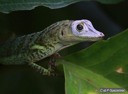 Anolis griseus