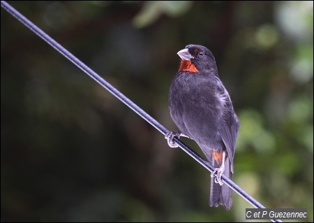 Sporophile rougegorge, Loxigilla noctis