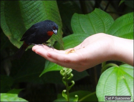 Sporophile rougegorge, Loxigilla noctis