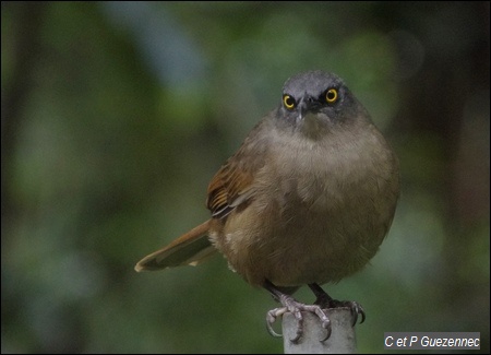 Trembleur brun, Cinclocerthia ruficauda