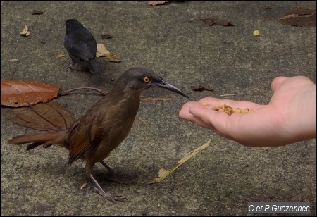 Trembleur brun, Cinclocerthia ruficauda