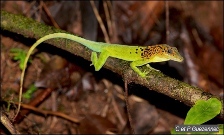 Anolis marmoratus