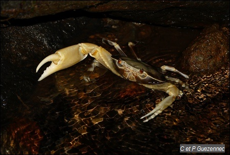 Crabe cirique de rivière, Guinotia dentata