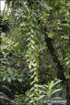Orchidée Vanilla Mexicana
