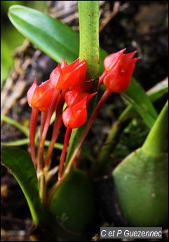 Orchidée Ornithidium coccineum