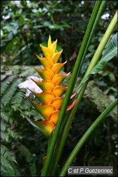 Balisier. Heliconia caribaea