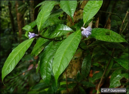 Graine bleue, Psychotria urbaniana