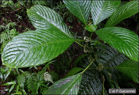 Le Branda Grand Bois, Psychotria discolor.