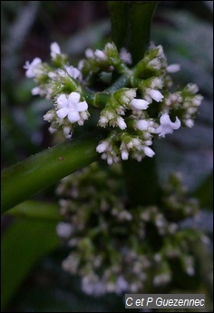 Le Branda Grand Bois, Psychotria discolor.
