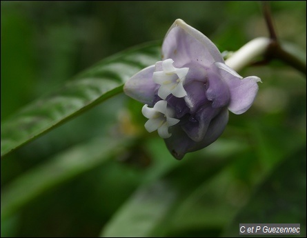 Graine bleue, Psychotria urbaniana