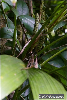 Ailes à mouche épiphyte, Asplundia rigida