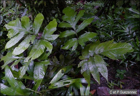 Fougère, Tectaria trifoliata