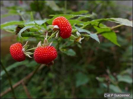 Framboisier, Rubus rosifolius.