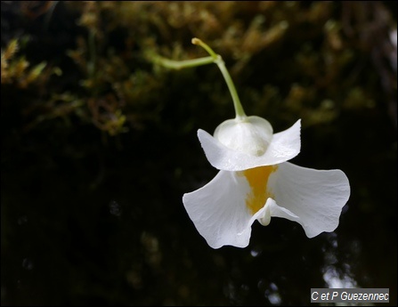 Utricularia alpina