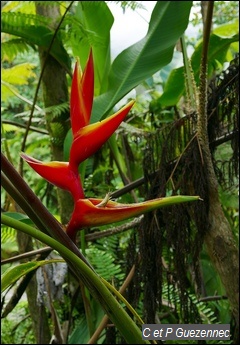 Balisier. Heliconia bihai