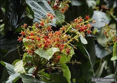 Fleurs de Mapou baril, Sterculia caribaea