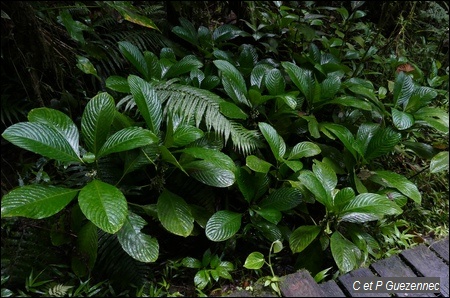 Psychotria discolor