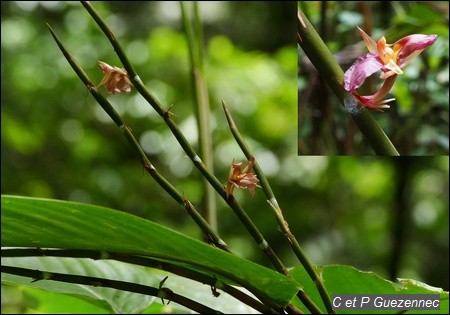 Fleurs d Ischnosiphon arouma