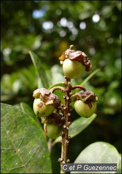 Mauricif Byrsonima trinitensis