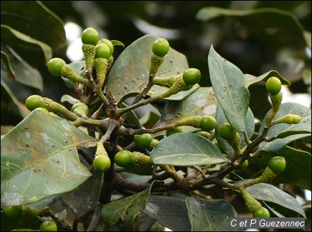 Ocotea leucoxylon