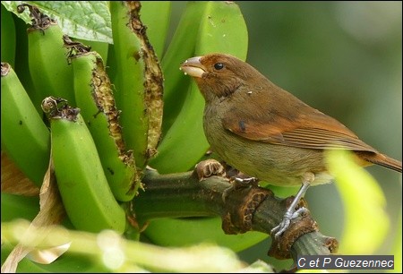 Sporophile Rougegorge femelle, Loxigilla noctis