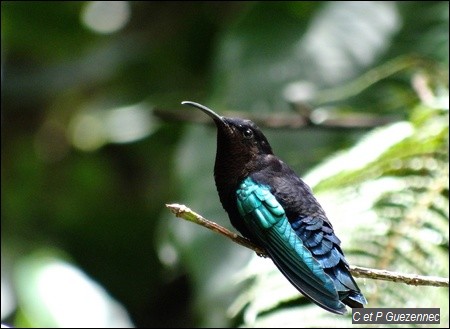 Colibri madère. Eulampis jugularis