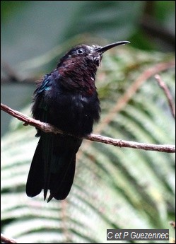 Colibri madère. Eulampis jugularis