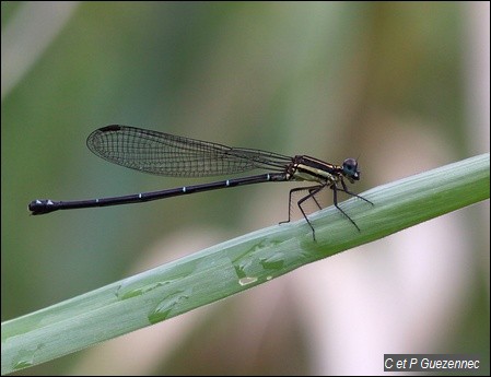  femelle Argia concinna