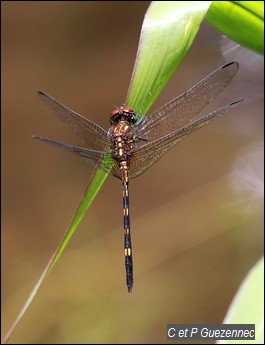  Dythemis sterilis