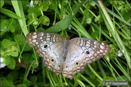 Nymphale cendrée. Anartia jatrophae intermedia