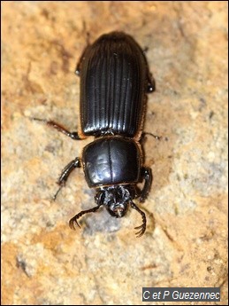 Passalus unicornis