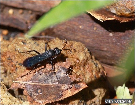 Guêpe bleue. Chalybion californicum