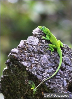 Anolis marmoratus