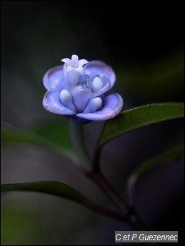 Graine bleue. Psychotria urbaniana