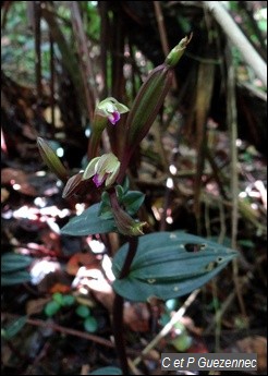 Orchidée Psilochilus macrophyllus