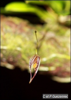 Orchidée Pleurothallis aristata