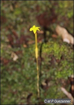 Muguet jaune, Voyria aphylla