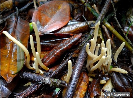 Champignon Clavaria sp.