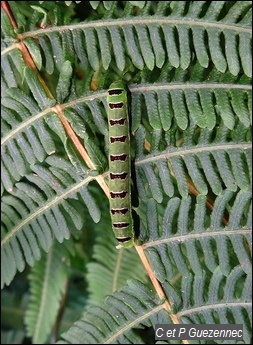 Chenille verte