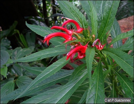 Lobelia persicifolia