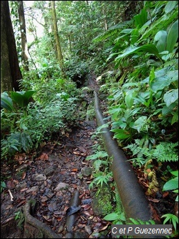 Sentier en amont du Bassin Bleu