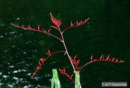 Ananas rouge bâtard (Pitcairnia angustifolia)